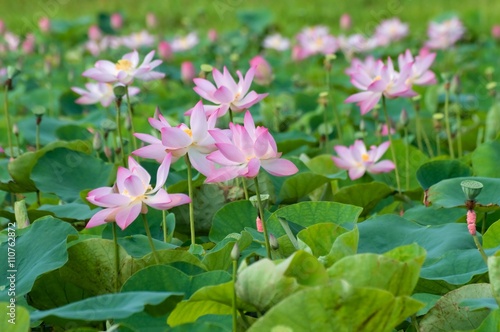 Lotus flower blossom