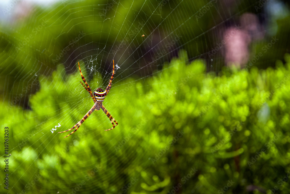 Close-up of spider on web