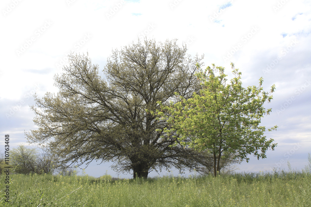 Fototapeta premium a large tree on a background of grass