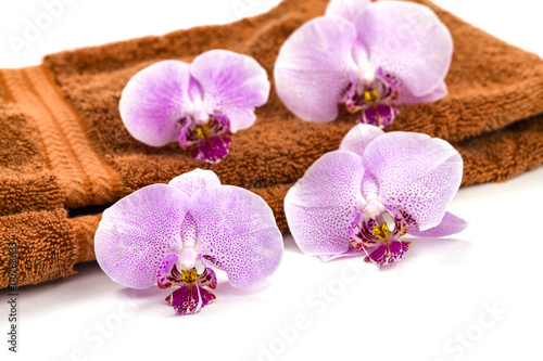 pink spa orchids