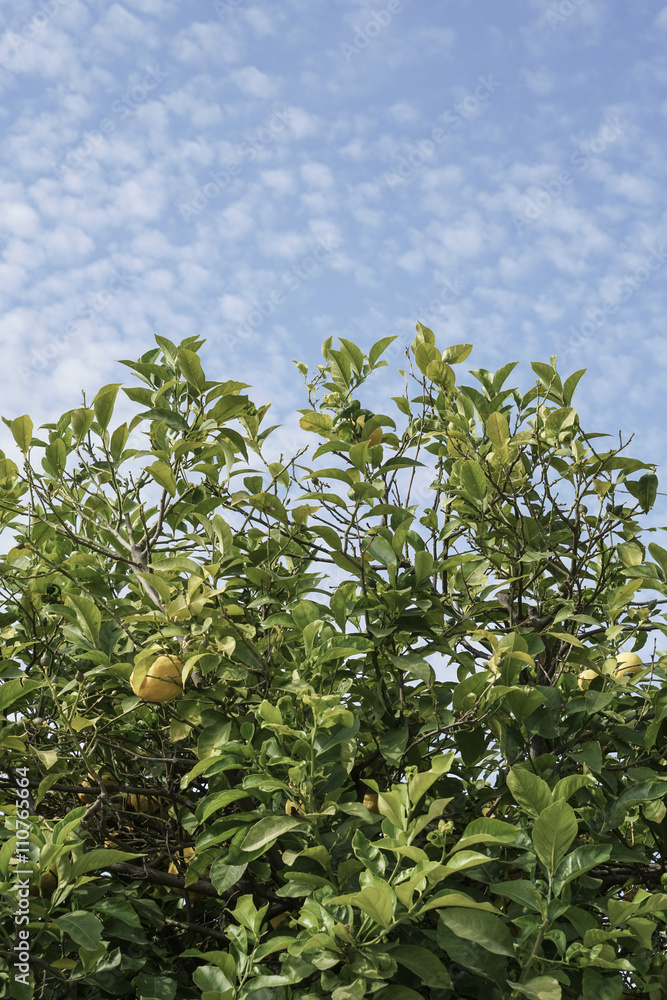 lemon tree