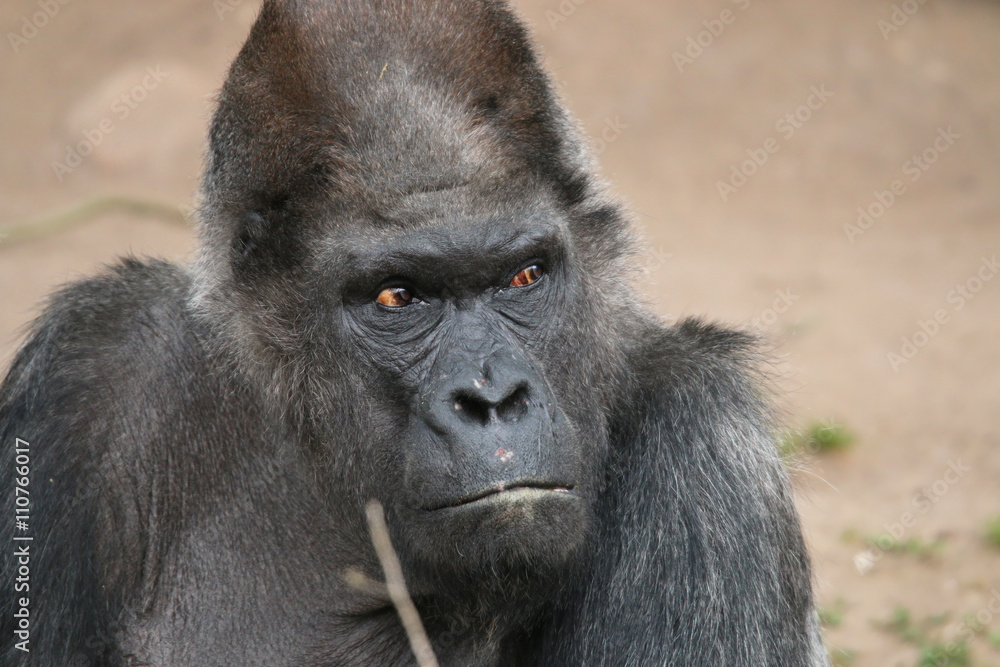 Lowland Gorilla (Gorilla Gorilla Gorilla) 