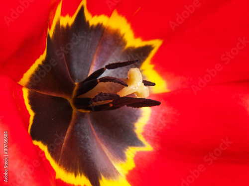 Tulip Flower Macro