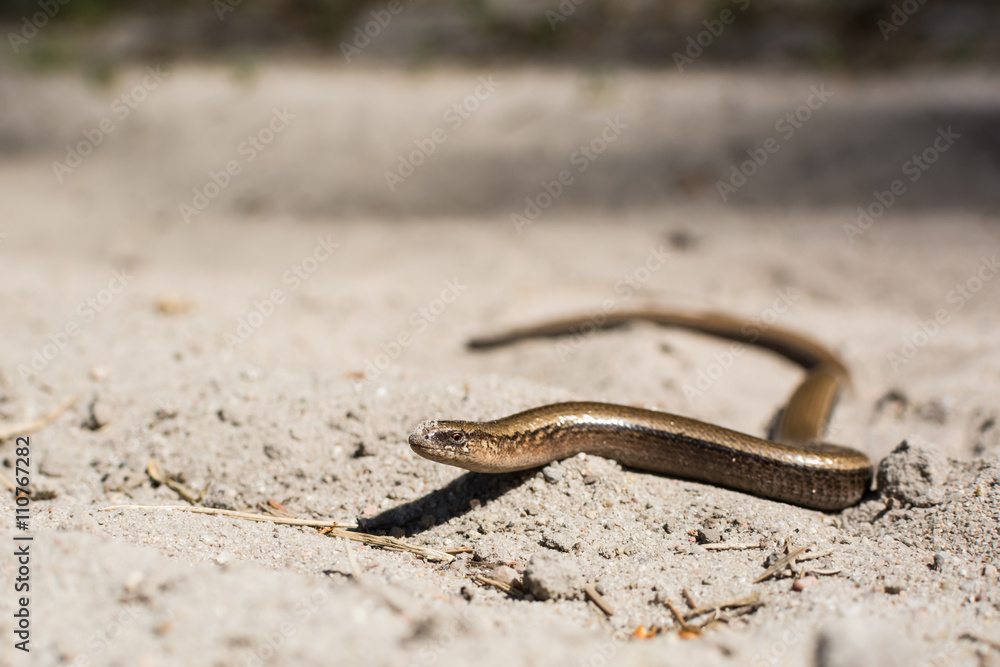 Slow worm anguis fragilis in it's natural environment - on hot sandy road. Slow worm anguis fragilis in it's natural environment - on hot sandy road.