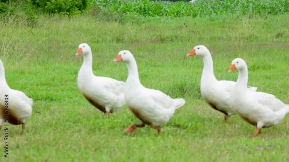 White geese flap wings and grazing White geese flap wings and grazing