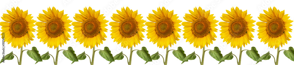 Obraz premium header web panorama sunflower flower full length