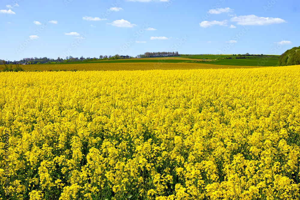 Obraz premium Cultivated yellow raps field in France
