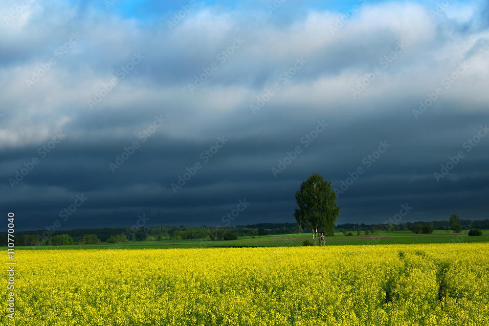 Field covered with rape  during stormy weather.  Masuria, Poland.