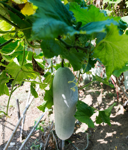 Green wax gourd on Vegetable garden