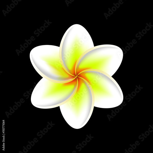 frangipani flower isolated 