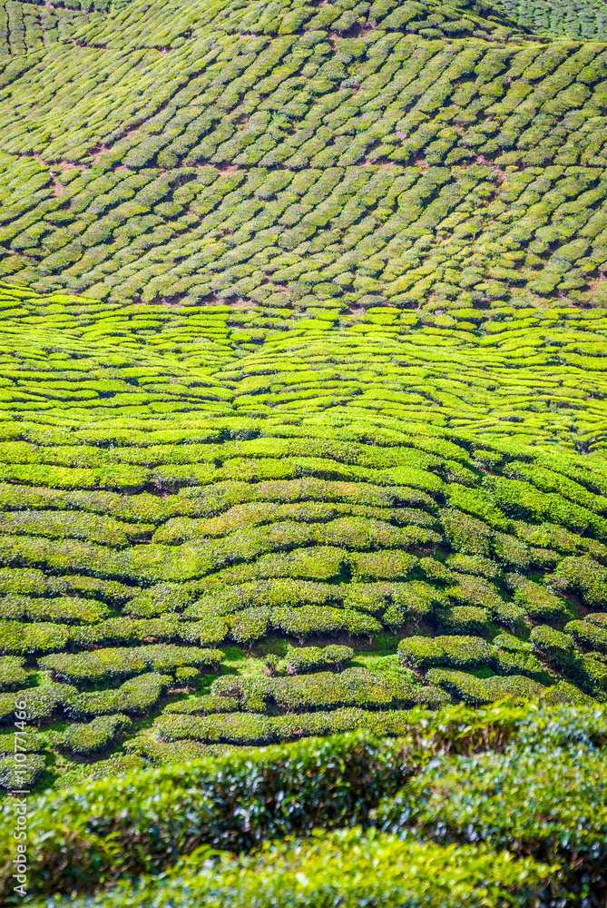 Tea plantation in Cameron Highlands, Malaysia