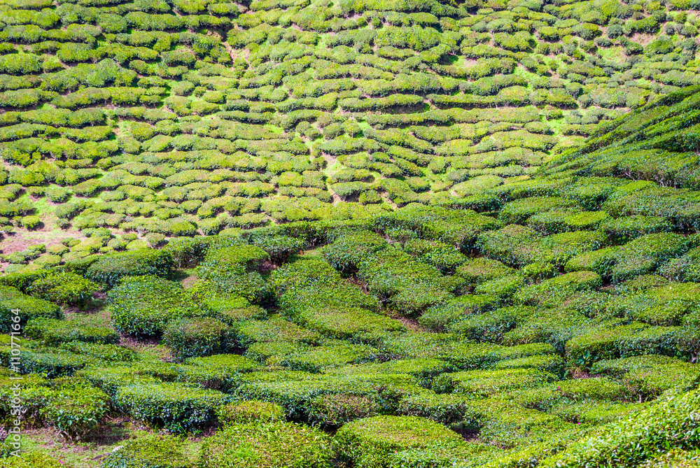 Tea plantation in Cameron Highlands, Malaysia Tea plantation in Cameron Highlands, Malaysia
