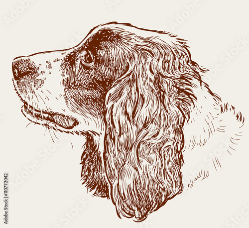 head of a spaniel