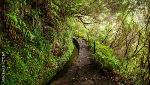 trekking footpath in levada Caldeirao Verde photo