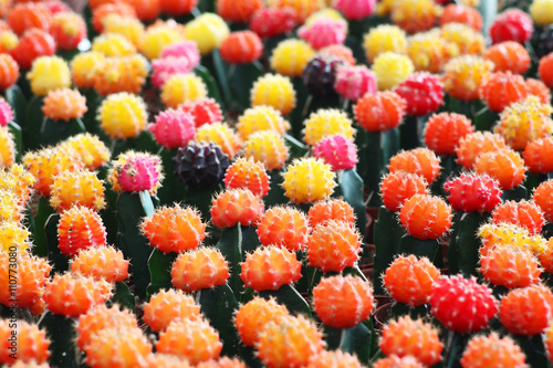 row of colorful cactus