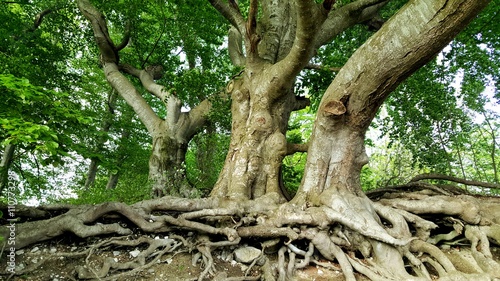 Baum © fotoping