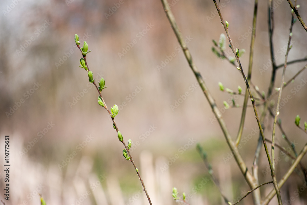 Blooming trees with flowers in Special Nature Reserve Carska Bara - Imperial Pond