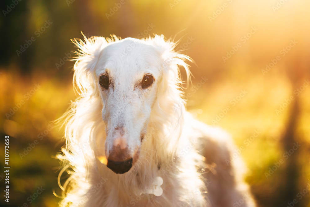 White Russian Dog, Borzoi, Hunting Dog In Summer Sunset Sunrise White Russian Dog, Borzoi, Hunting Dog In Summer Sunset Sunrise