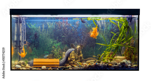 Beautiful large aquarium with tropical fish on a white background. Mastacembelus armatus, catfish and jelly fish photo