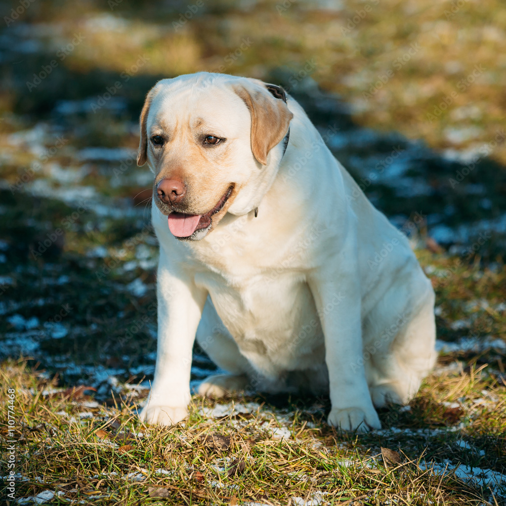 Fat White Labrador Dog Sit Outdoor. Spring