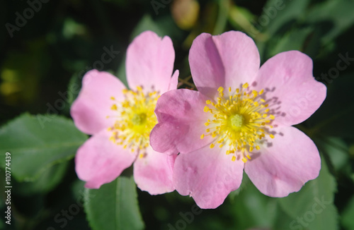 Blossoming dog rose in the summer