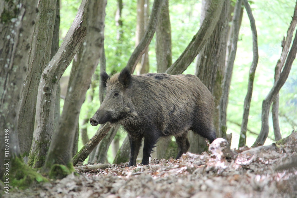 Sanglier en forêt