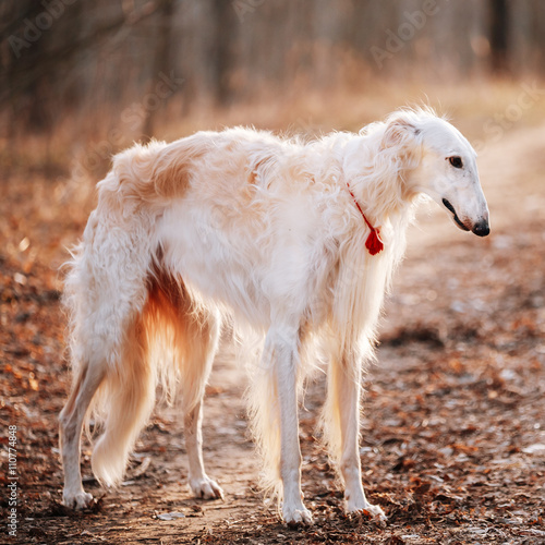 Valokuva White Borzoi, Hunting Dog In Spring Autumn Forest