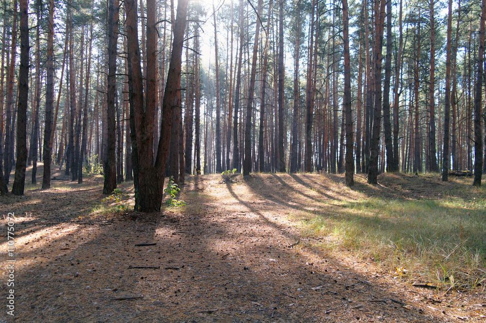 Fototapeta premium autumn forest with misty morning
