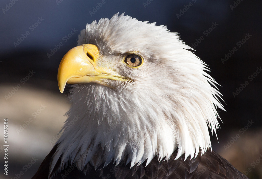 Photo of Bald Eagle using 400mm telephoto lens Photo of Bald Eagle using 400mm telephoto lens