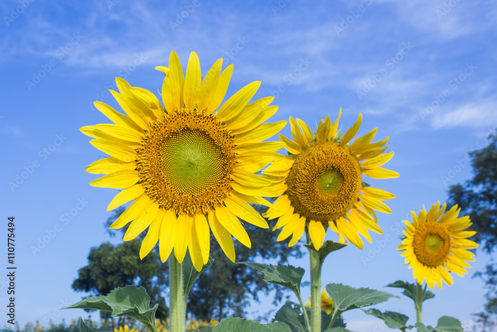 sunflower in the nature summer time. sunflower in the nature summer time.
