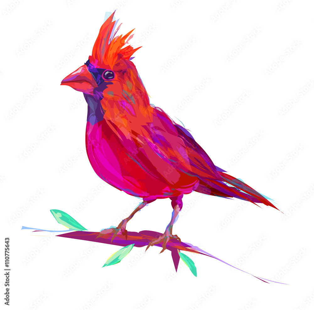 Fototapeta The cute red cardinal exotic bird 