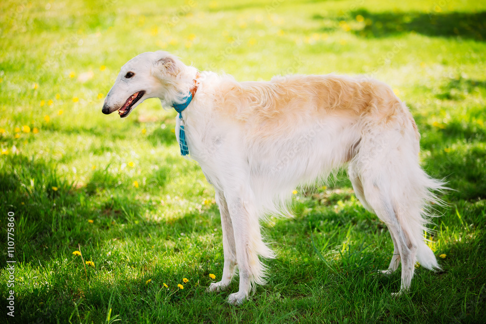 White Gazehound Hunting Dog Staying Outdoor In Summer Green Gras White Gazehound Hunting Dog Staying Outdoor In Summer Green Gras