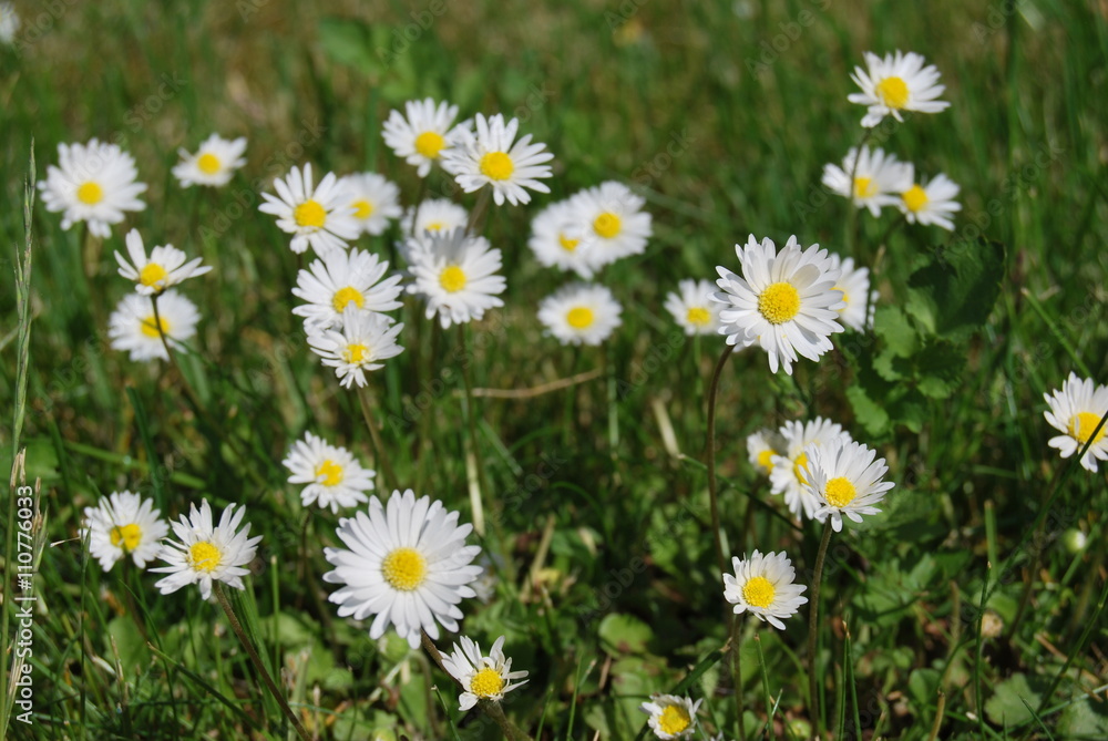 Gänseblümchen (Bellis perennis) Gänseblümchen (Bellis perennis)