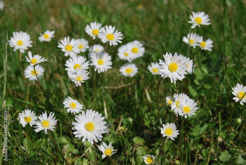 Gänseblümchen (Bellis perennis)