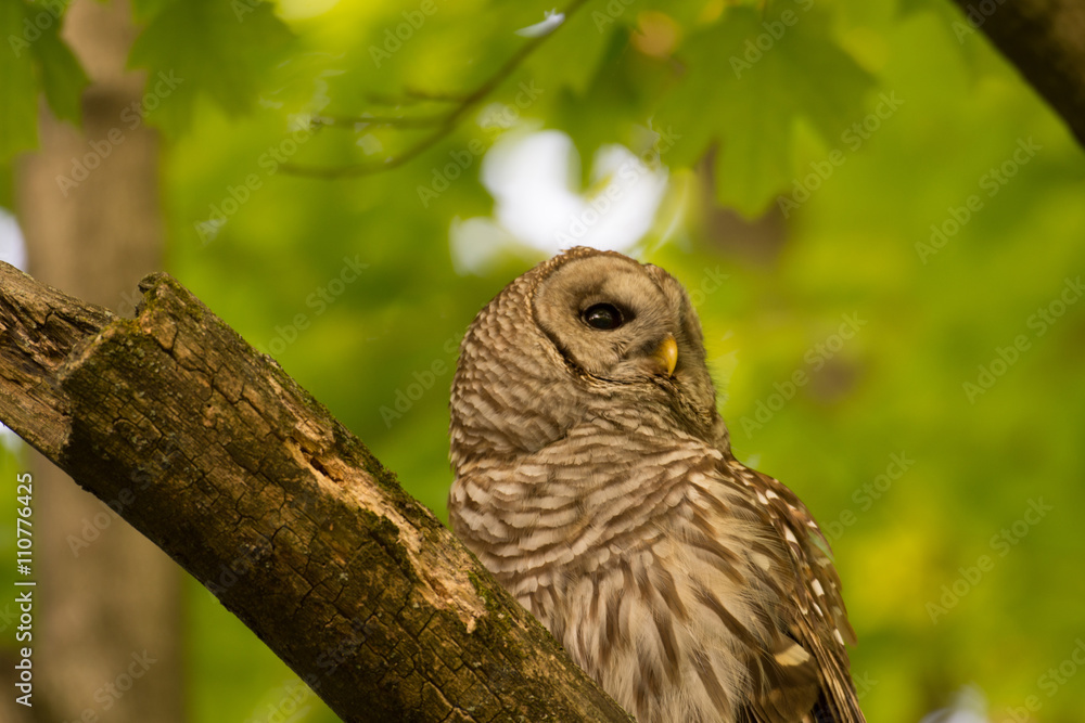 Barred owl perched in tree Barred owl perched in tree