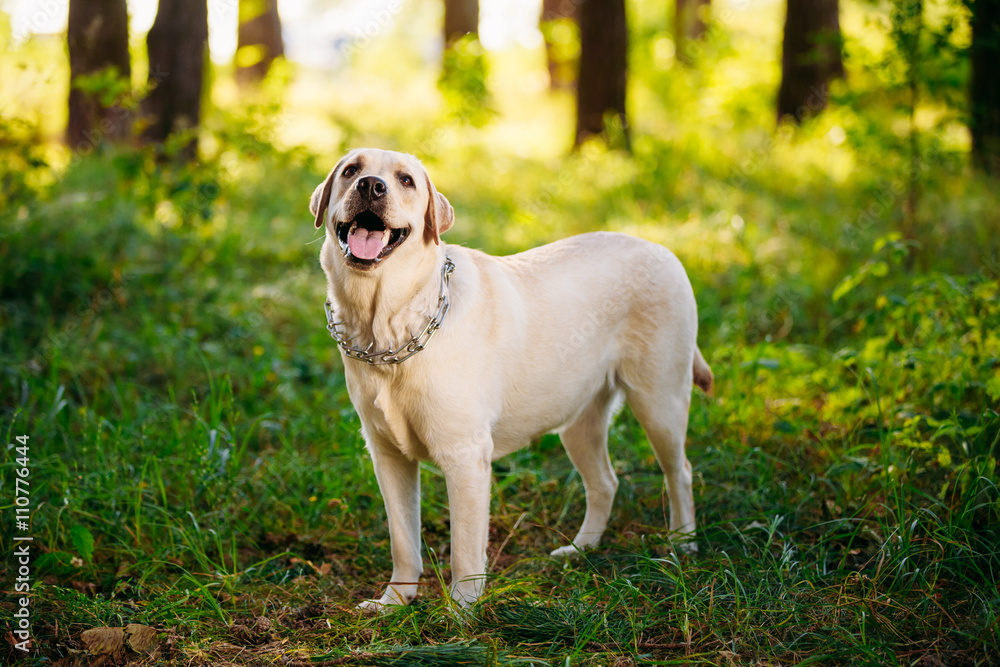 White Labrador Retriever Dog Looking Up, Forest, Park