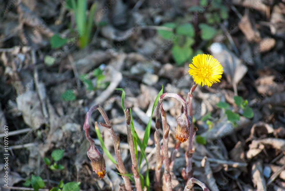 Flowers blossoming in forest at Special Nature Reserve Carska Bara - Imperial Pond Flowers blossoming in forest at Special Nature Reserve Carska Bara - Imperial Pond