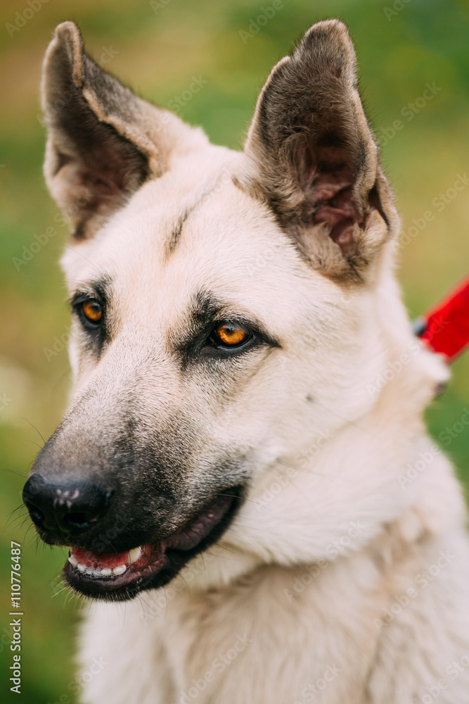 Fototapeta premium Close Up Portrait Of Young Happy East European Shepherd - Veo Or