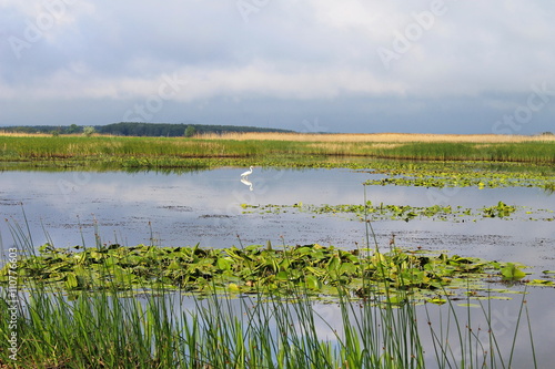 White egret standing on river 
