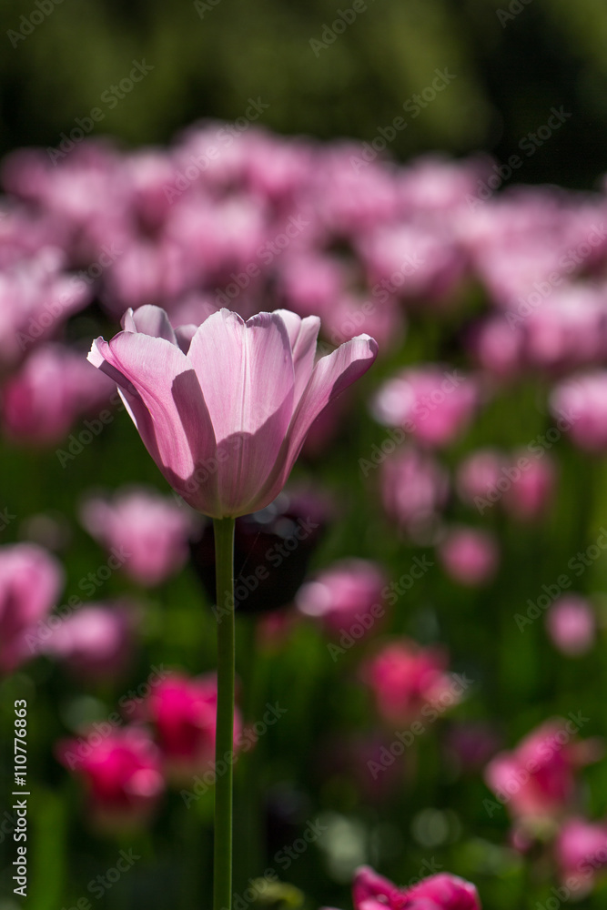 Light pink tulips in garden
