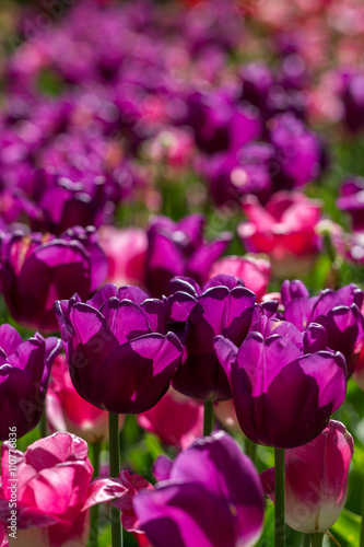 Beautiful purple tulips in flower field
