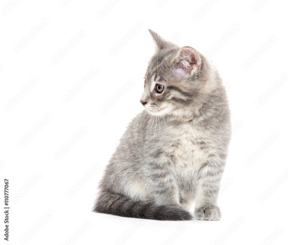 Obraz premium Cute gray kitten on white