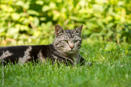 Cute tabby cat in grass