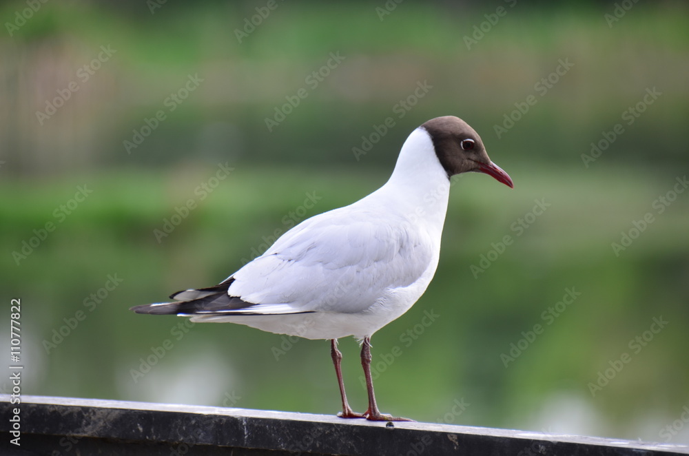 a bold Seagull sits along the Ural River a bold Seagull sits along the Ural River