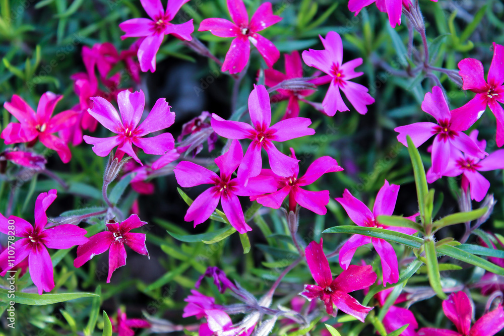 purple flowers and green foliage background purple flowers and green foliage background