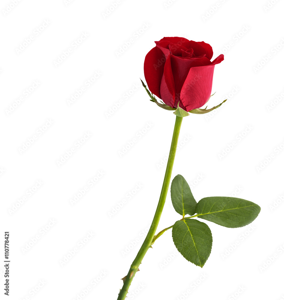 Fototapeta premium Red rose on white background with clipping path