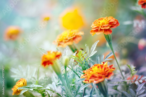 Floral (Tagetes) background