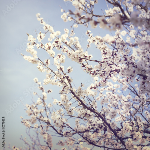 Flowers blossom in spring. Floral background.