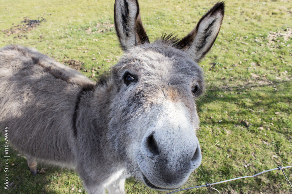 donkey / Young donkey in a meadow donkey / Young donkey in a meadow