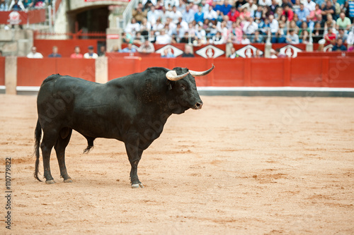 black bull on the arena with public fund